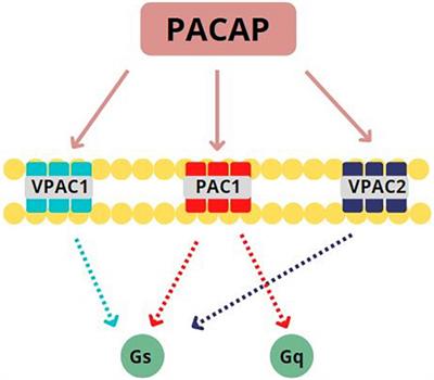 Pituitary Adenylate Cyclase Activating Peptide and Post-traumatic Stress Disorder: From Bench to Bedside